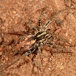 Agelena gaerdesi